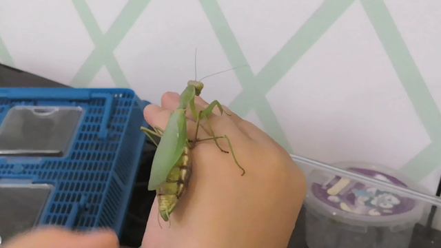 Как правильно брать богомола смотреть онлайн