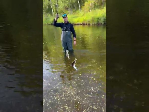 Хариусовый дуплет  #shorts #grayling  #спиннинг #рыбалка #ультралайт #хариус #norstream #fishing