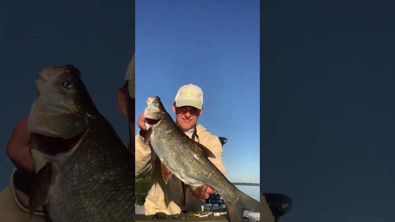 Вот он, правильный спиннинг для жереха!  #shorts #fishing #spinning #norstream #спиннинг #жерех