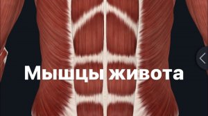 Мышцы живота. Анатомия и функции.mm. abdominis
