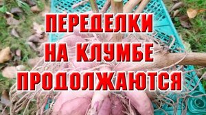 Переделки на клумбе продолжаются и другие дела