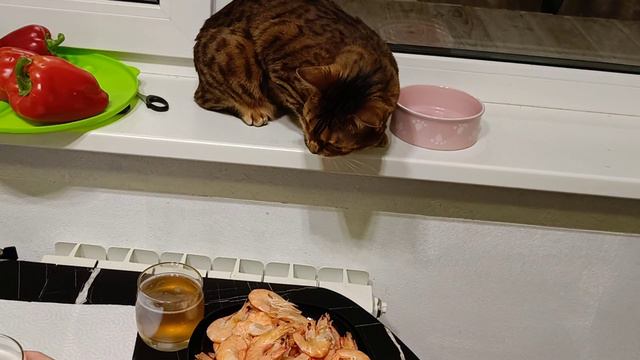 Самира пиво будешь?