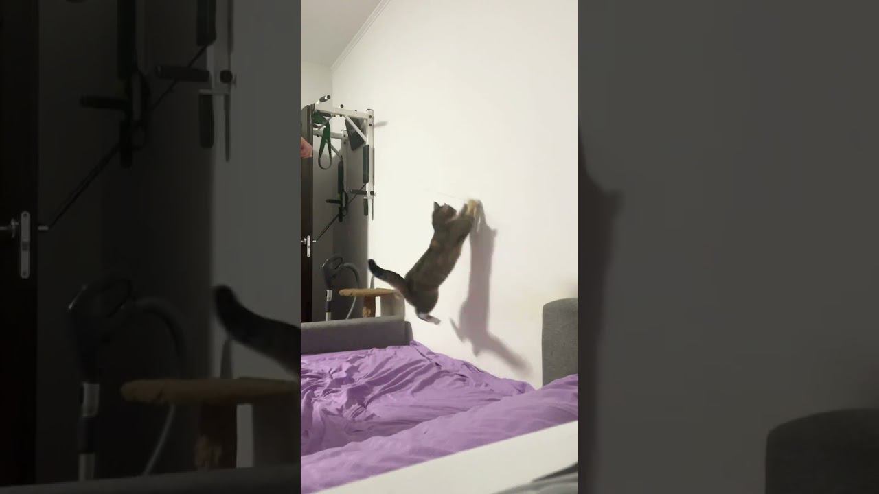 Моя игрунья