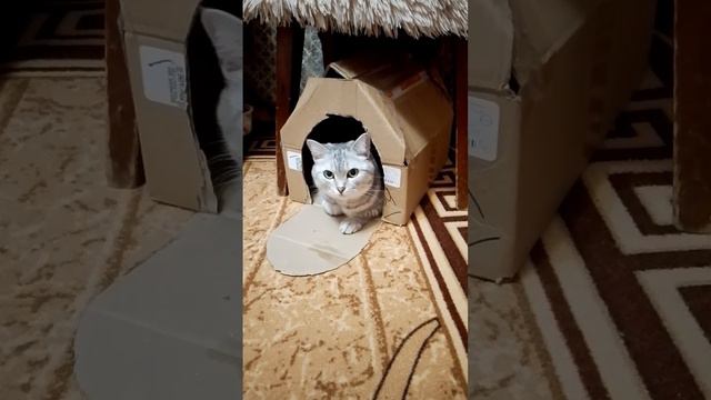 Смастерили из коробки домик для Машки🐱