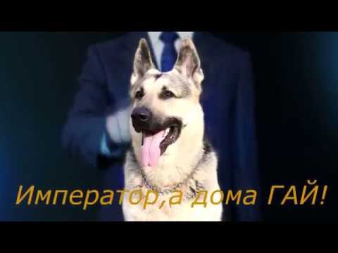 Барвиттера Император