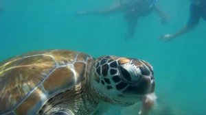 Морская черепаха среди людей @ Тру-Окс-Биш, Маврикий