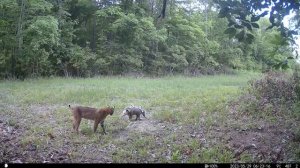 Рысь против Опоссума, май 2023