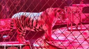 Премьера шоу 5 континентов Ставропольский цирк