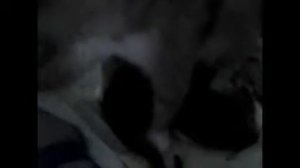 Первые котята кошки в 3 года. #cat #кот #кошка #кошки (1) 2012г.