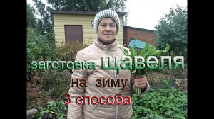 Щавель на зиму, 3 способа заготовки