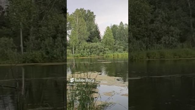 Learning to swim like a dog