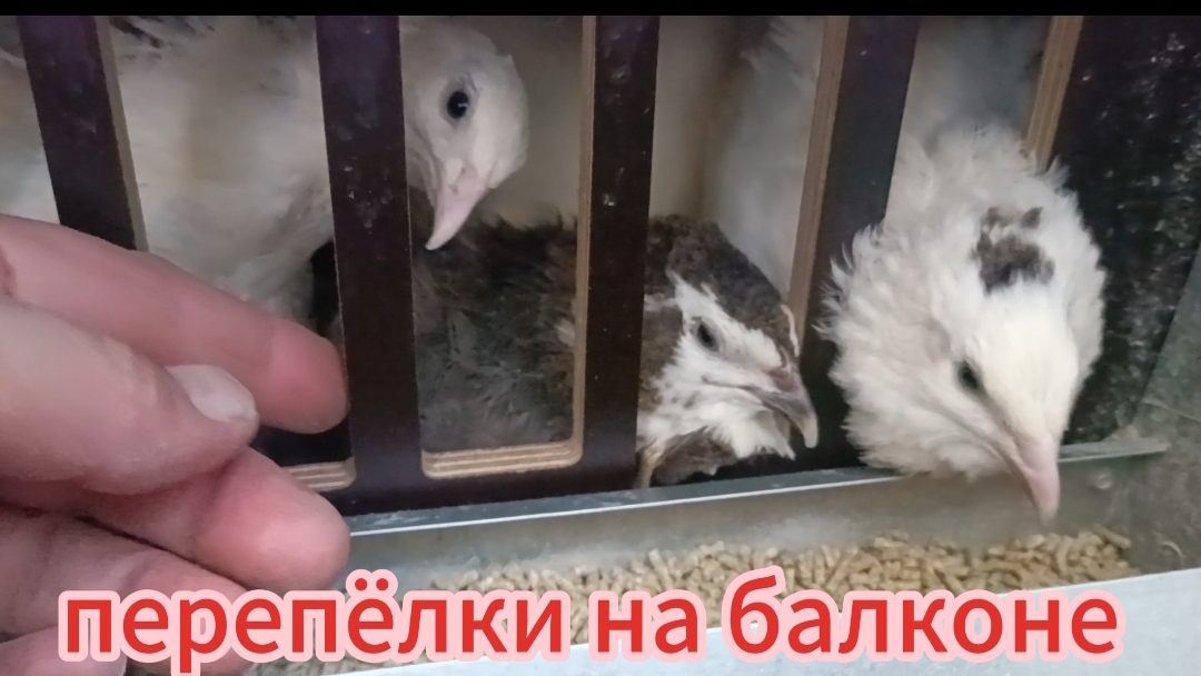Проветриваю яйца, бройлер гуляет по комнате, красотки перепёлочки на балконе😊