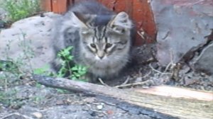 НЕОБЫЧНАЯ КОШКА И КОТЯТА(UNUSUAL CAT AND KITTENS)