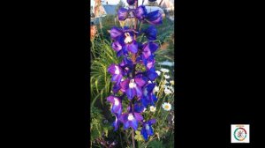 Беседа о садоводстве-огородничестве.