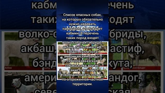 РОССИЯН БУДУТ ШТРАФОВАТЬ ЗА СОБАК БЕЗ НАМОРДНИКА И ПОВОДКА