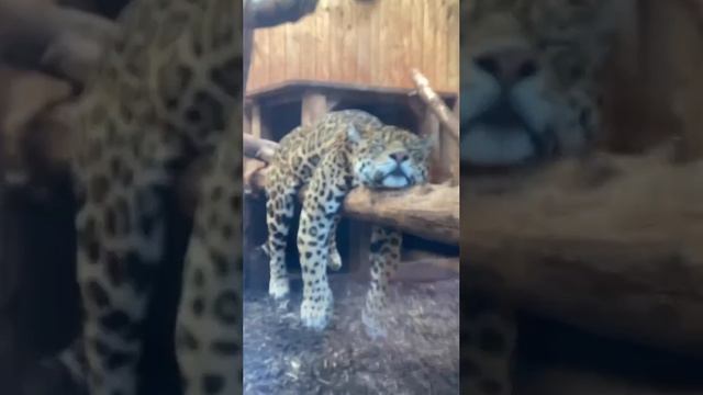 прикол смотреть онлайн