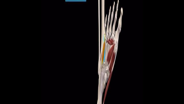 Анатомия стопы - мышцы и фасции. смотреть онлайн
