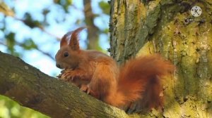 Ириночка Сергеевна. КОПИРУЕТ Костылеву и ГРОБИТ себя | Правдивая Ольга ЗВЕЗДАНУТЫЕ БЛОГЕРЫ.