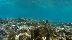 Снорклинг @ Тру-Окс-Биш