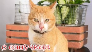 Приколы с котами! Смешные коты и собаки! С ОЗВУЧКОЙ! Самые смешные животные!
Выпуск №1