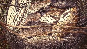 Карасёвый треш под дождём! Болтухин на карася - изготовление и ловля на манную болтушку