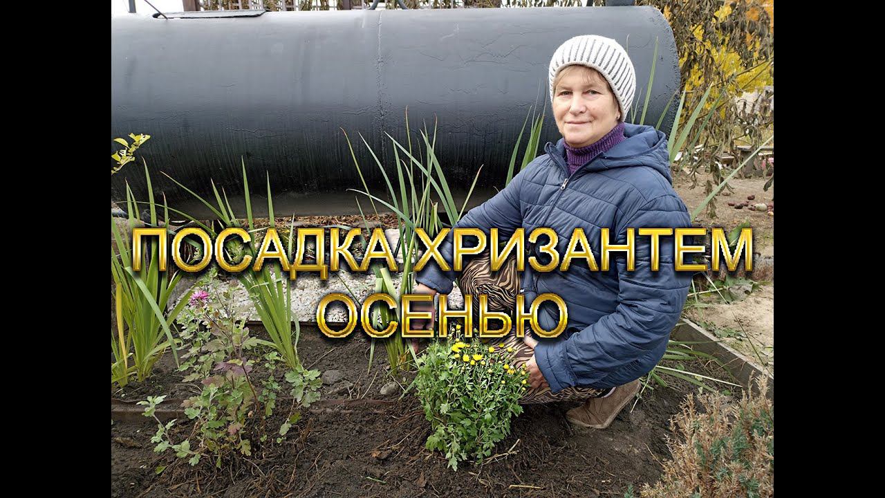 Посадка хризантем осенью смотреть онлайн