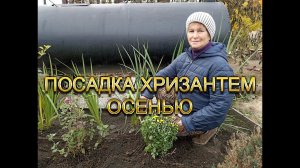 Посадка хризантем осенью