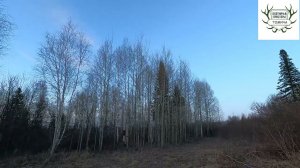 Охота #3. Вечерняя тяга на вальдшнепа 2024❤ Один шанс - один красивый выстрел