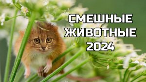 Смешные животные 2024 - попробуй не засмеяться! (№83) котики, котята