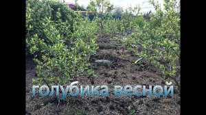 Голубика, работы весной