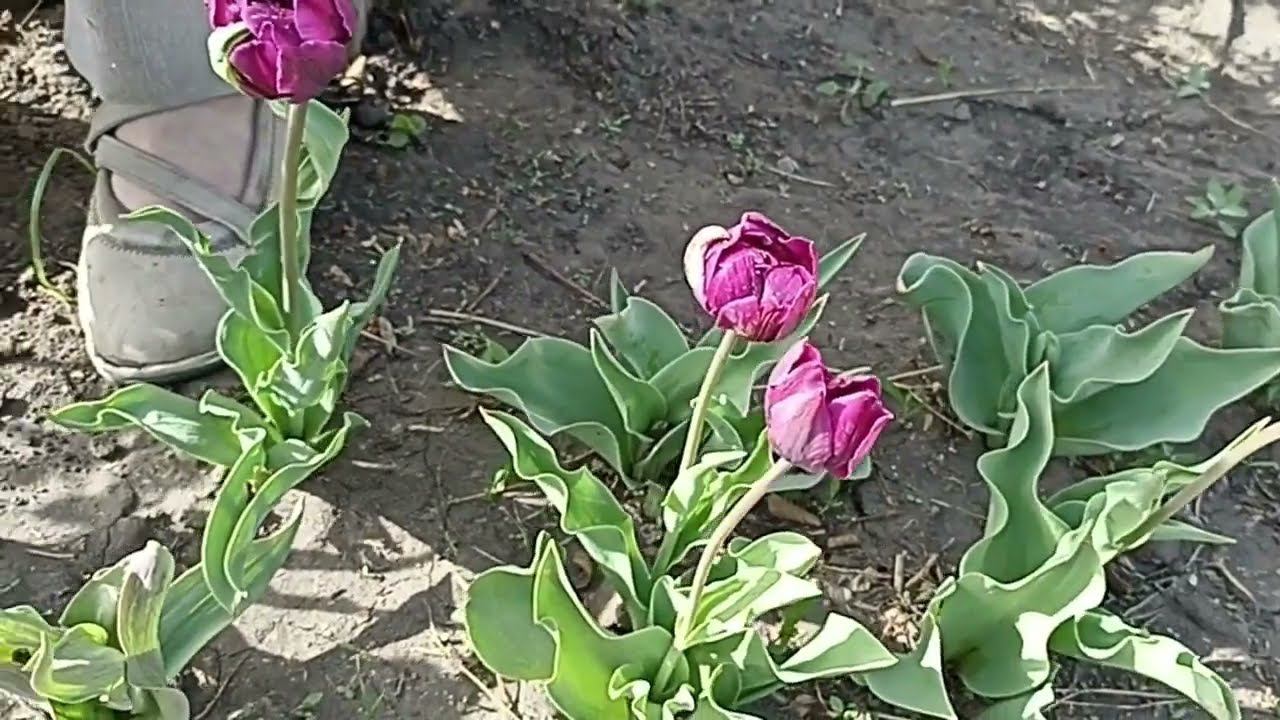 Тюльпаны на моей даче