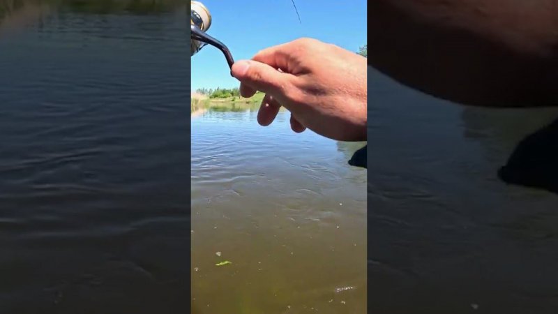 ХОРОШИЙ ЖЕРЕХ ВЫМАТЫВАЕТ ПЛЕТЕНКУ. До конца #norstream #fishing #рыбалка #спиннинг #жерех #spin