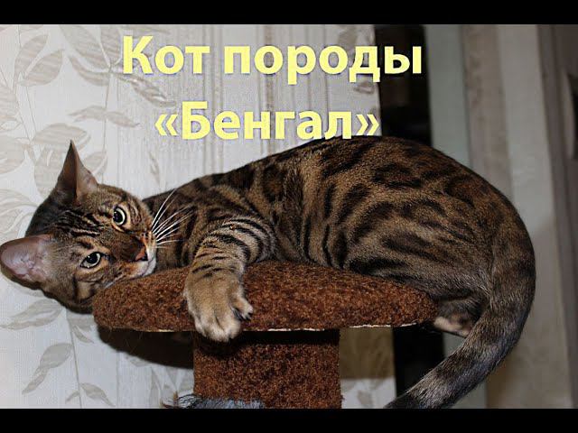 Кот породы  Бенгал