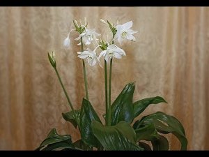 Эухарис Амазонская лилия  Уход в домашних условиях