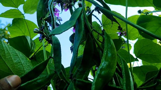 How To Grow Sem Been At Home Garden No Fungus Fresh sem Been | смотреть онлайн