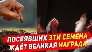 ПОСЕЯВШИХ ЭТИ СЕМЕНА ЖДЁТ ВЕЛИКАЯ НАГРАДА | РАЗВИТИЕ КАНАЛА | САДАКА ДЖАРИЯ