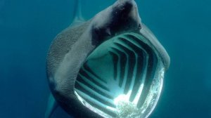 Исполинская акула: Вторая по величине акула в мире. Через её пасть фильтруется 1,5 тонны воды в час