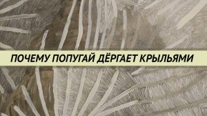 Попугай дергает или трясёт крыльями что это значит., Признаки болезней попугаев.