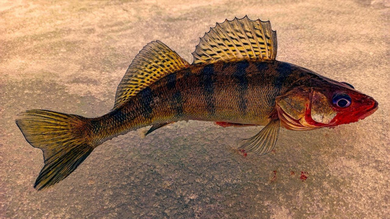 Ловля апрельского берша Юрьевец спасалка 06 04 2021 Последний лёд смотреть онлайн