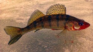 Ловля апрельского берша Юрьевец   спасалка 06 04 2021 Последний лёд