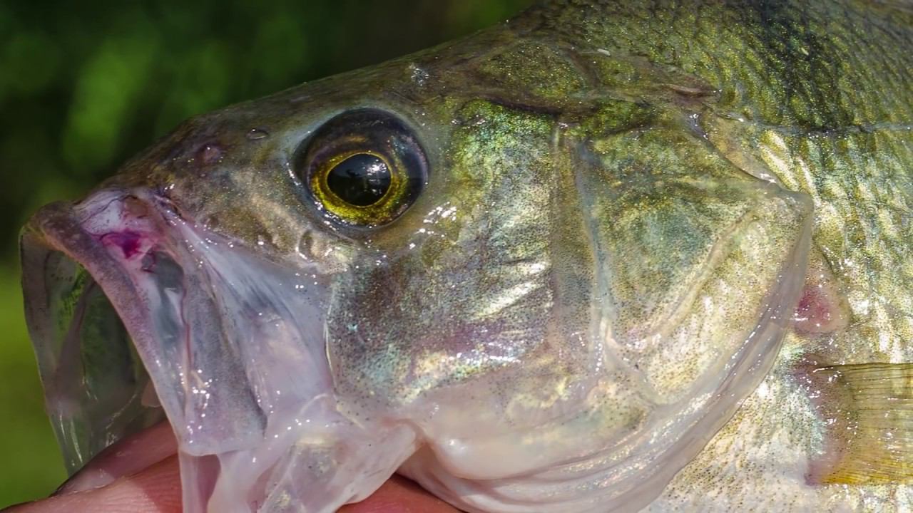 Аттрактант (ароматизатор) на окуня в домашних условиях из подручных средств. Attractant смотреть онлайн