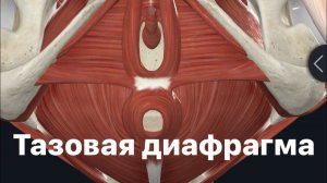 Тазовая и мочеполовая диафрагмы. Анатомия и функции. Патологии.Diaphragma pelvis