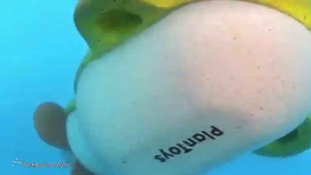 Plan Toys Water Play | Bath Toys смотреть онлайн