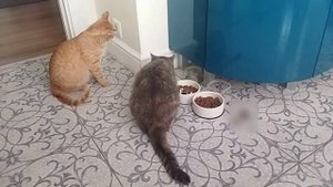 Кошки выясняют кто главный