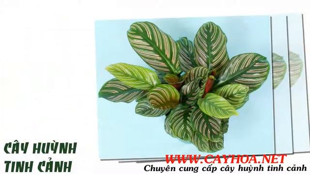 Ảnh cây huỳnh tinh cảnh смотреть онлайн