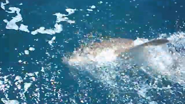 Tawny shark Round Top 25 09 2009