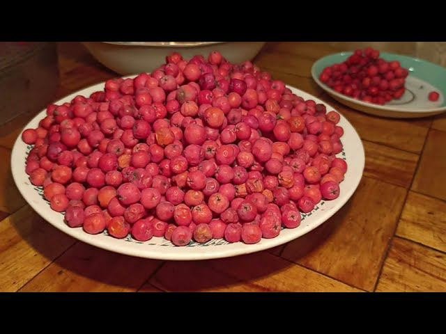 Заготовка красной рябины на зиму.