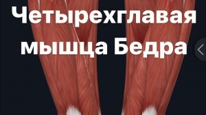 Четырехглавая мышца бедра. Почему болит колено? Анатомия. Функции.  Патологии.