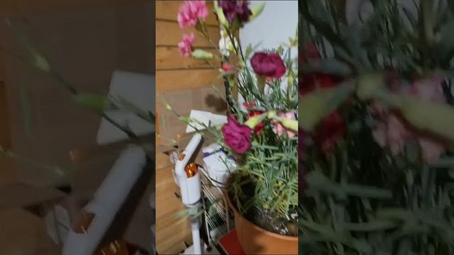 Гвоздика