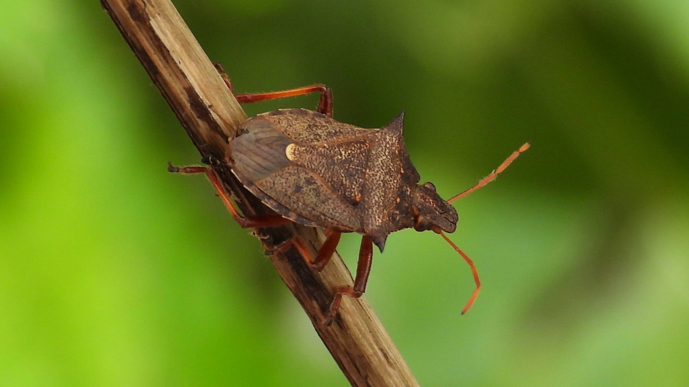 насекомые Щитник Двузубчатый, Picromerus bidens, наблюдение в Великом Новгороде, 29 сентября 2024